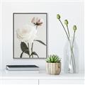 Picture of Romantic Blur Peony III _GroupedProduct_Rectangle_Portrait_Photography _GroupedProduct_Rectangle_Portrait_Canvas_Framed_