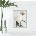 Picture of Romantic Blur Peony III _GroupedProduct_Rectangle_Portrait_Photography _GroupedProduct_Rectangle_Portrait_Canvas_Framed_