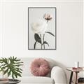 Picture of Romantic Blur Peony III _GroupedProduct_Rectangle_Portrait_Photography _GroupedProduct_Rectangle_Portrait_Canvas_Framed_