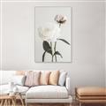 Picture of Romantic Blur Peony III _GroupedProduct_Rectangle_Portrait_Photography _GroupedProduct_Rectangle_Portrait_Canvas_Framed_