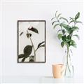 Picture of Romantic Blur Peony II _GroupedProduct_Rectangle_Portrait_Photography _GroupedProduct_Rectangle_Portrait_Canvas_Framed_
