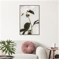 Picture of Romantic Blur Peony II _GroupedProduct_Rectangle_Portrait_Photography _GroupedProduct_Rectangle_Portrait_Canvas_Framed_