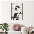 Picture of Romantic Blur Peony II _GroupedProduct_Rectangle_Portrait_Photography _GroupedProduct_Rectangle_Portrait_Canvas_Framed_