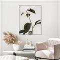 Picture of Romantic Blur Peony II _GroupedProduct_Rectangle_Portrait_Photography _GroupedProduct_Rectangle_Portrait_Canvas_Framed_