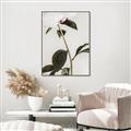 Picture of Romantic Blur Peony II _GroupedProduct_Rectangle_Portrait_Photography _GroupedProduct_Rectangle_Portrait_Canvas_Framed_