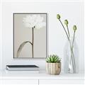 Picture of Romantic Blur Peony I _GroupedProduct_Rectangle_Portrait_Photography _GroupedProduct_Rectangle_Portrait_Canvas_Framed_