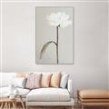 Picture of Romantic Blur Peony I _GroupedProduct_Rectangle_Portrait_Photography _GroupedProduct_Rectangle_Portrait_Canvas_Framed_