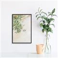 Picture of Few Olive Tree Leaves _GroupedProduct_Rectangle_Portrait_Photography _GroupedProduct_Rectangle_Portrait_Canvas_Framed_