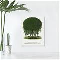 Picture of Kilmarnock Weeping Willow Tree Lithograph _GroupedProduct_Rectangle_Portrait_Unframed_Print_Only_
