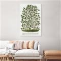 Picture of Hardy Magnolia Tree Lithograph _GroupedProduct_Rectangle_Portrait_Unframed_Print_Only_
