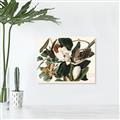 Picture of Black Billed Cuckoo Bird _GroupedProduct_Rectangle_Landscape_Unframed_Print_Only_