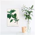 Picture of Nostalgic Green Lilac Leaves _GroupedProduct_Rectangle_Portrait_Unframed_Print_Only_