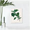 Picture of Nostalgic Green Lilac Leaves _GroupedProduct_Rectangle_Portrait_Unframed_Print_Only_
