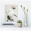 Picture of Romantic Blur Peony III _GroupedProduct_Rectangle_Portrait_Photography _GroupedProduct_Rectangle_Portrait_Unframed_Print_Only_