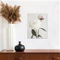 Picture of Romantic Blur Peony III _GroupedProduct_Rectangle_Portrait_Photography _GroupedProduct_Rectangle_Portrait_Unframed_Print_Only_