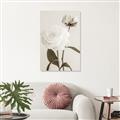 Picture of Romantic Blur Peony III _GroupedProduct_Rectangle_Portrait_Photography _GroupedProduct_Rectangle_Portrait_Unframed_Print_Only_