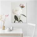 Picture of Romantic Blur Peony III _GroupedProduct_Rectangle_Portrait_Photography _GroupedProduct_Rectangle_Portrait_Unframed_Print_Only_