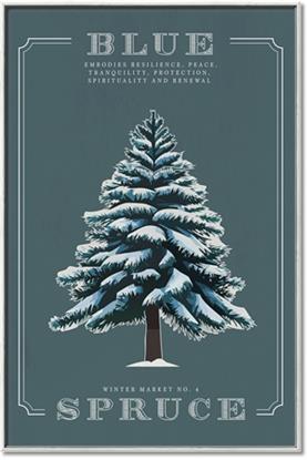 Picture of Blue Spruce