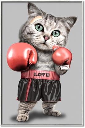 Picture of Boxing cat