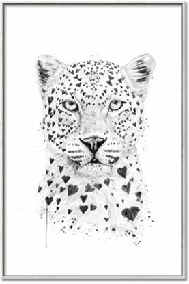 Picture of Lovely leopard