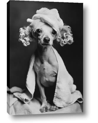 Picture of Spa Day Pooch