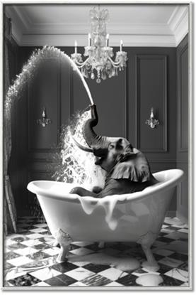 Picture of Splish Splash Safari