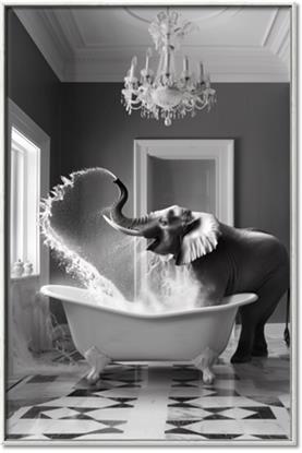 Picture of Joyful Elephant Bath Time