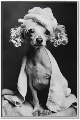 Picture of Spa Day Pooch