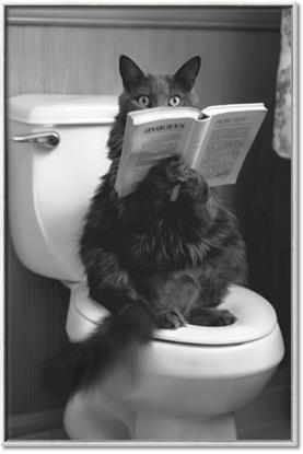 Picture of Kitty Cat Throne Room