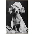 Picture of Spa Day Pooch _GroupedProduct_Rectangle_Portrait_Canvas_Framed_