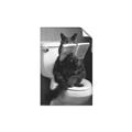 Picture of Kitty Cat Throne Room _GroupedProduct_Rectangle_Portrait_Unframed_Print_Only_