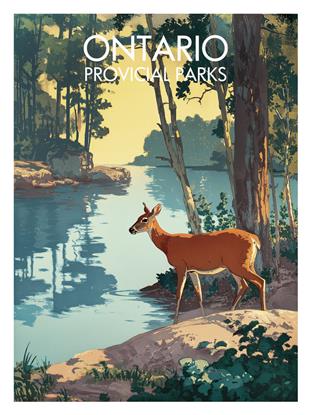 Picture of Reflections of the Wild