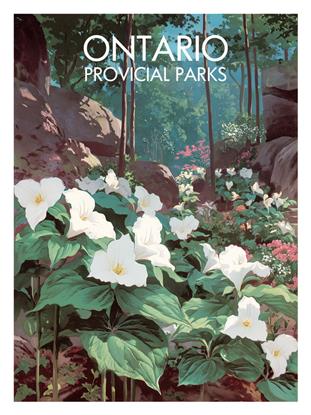 Picture of White Trillium
