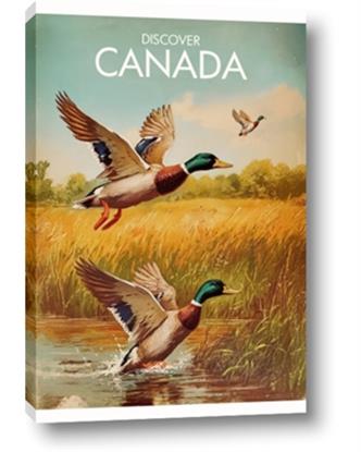 Picture of Canadian Mallard 