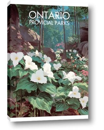 Picture of White Trillium